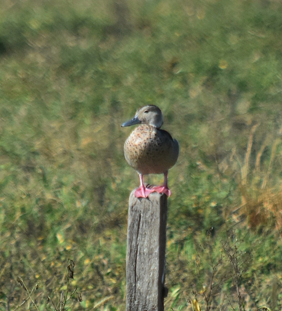 Pato Acollarado - ML616977434