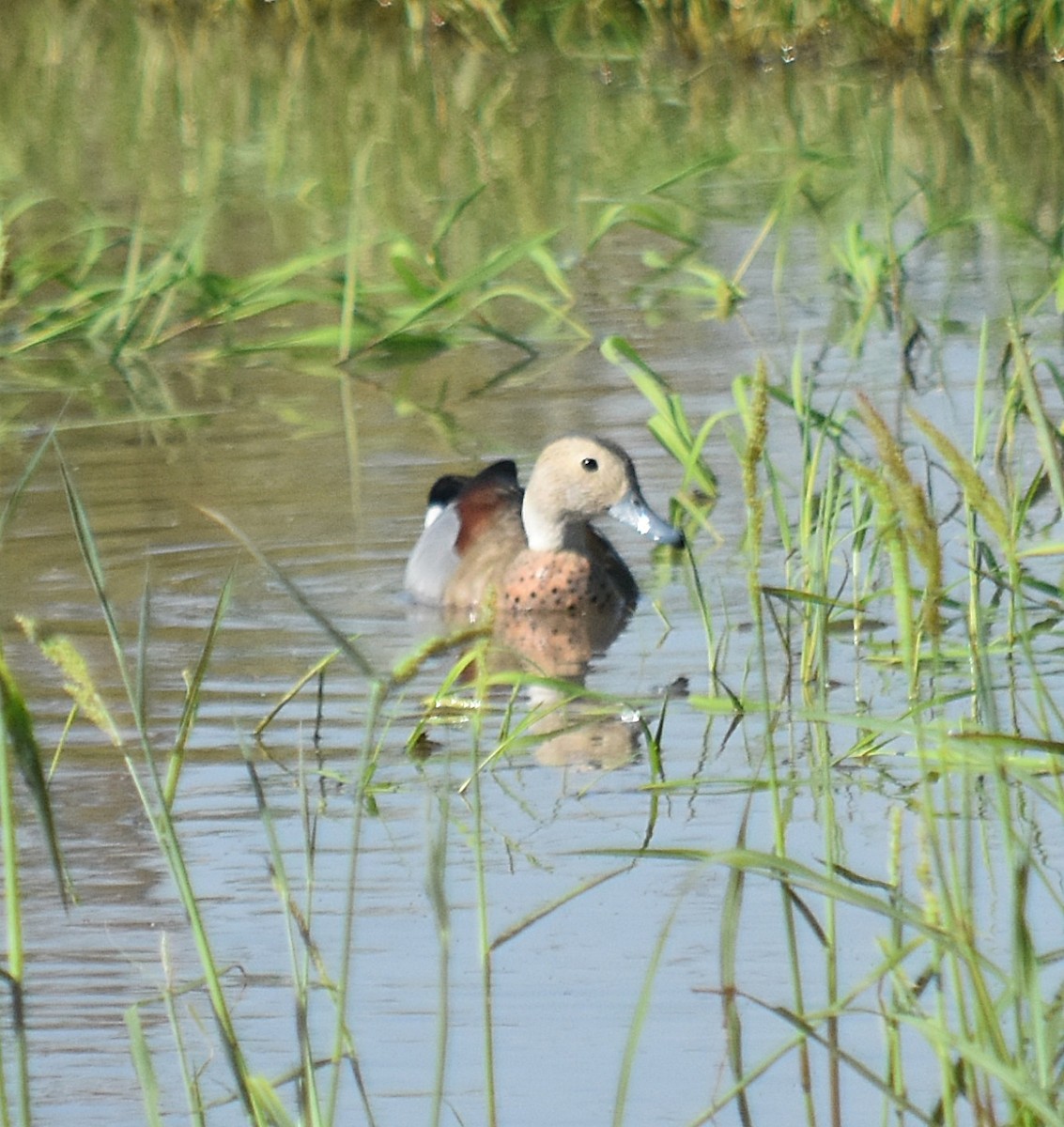 Ringed Teal - andres ebel