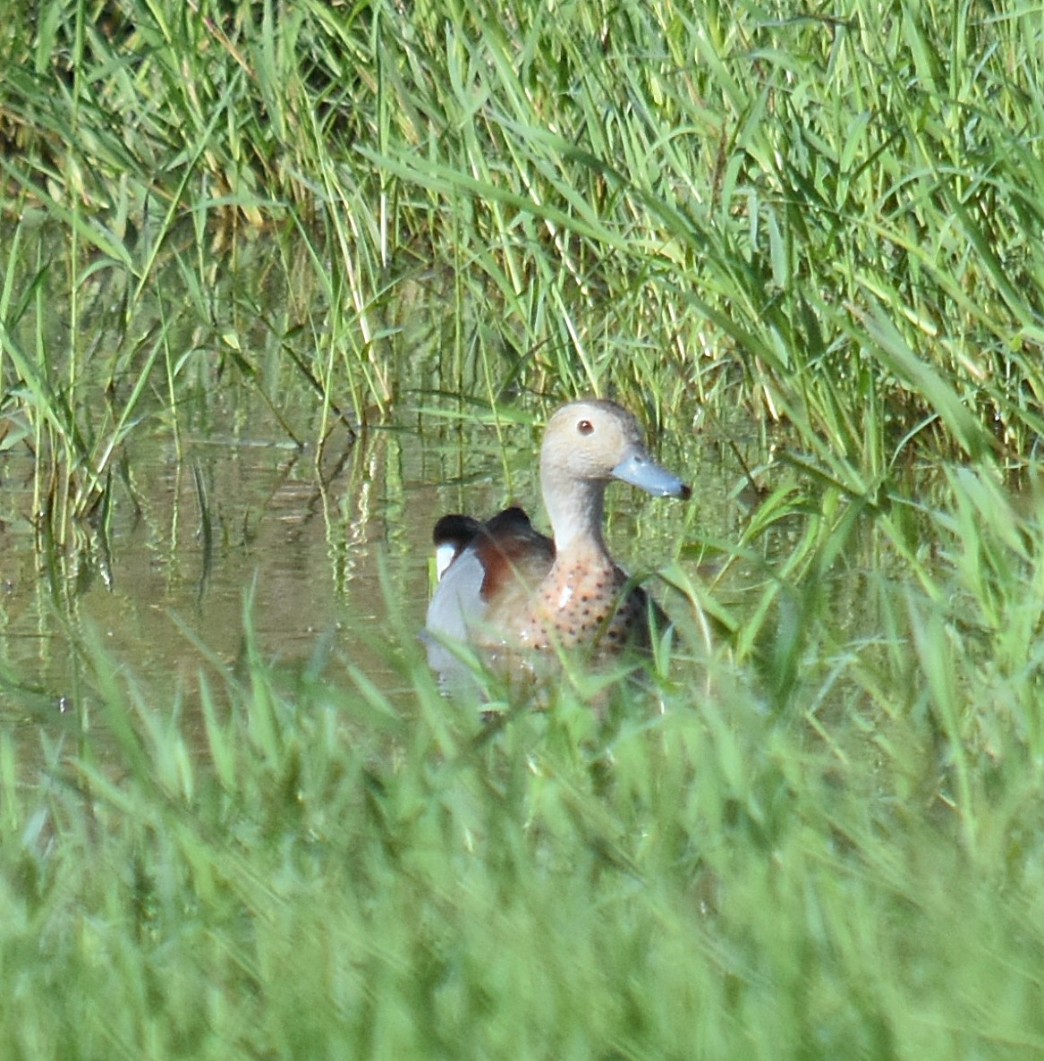 Ringed Teal - ML616977437