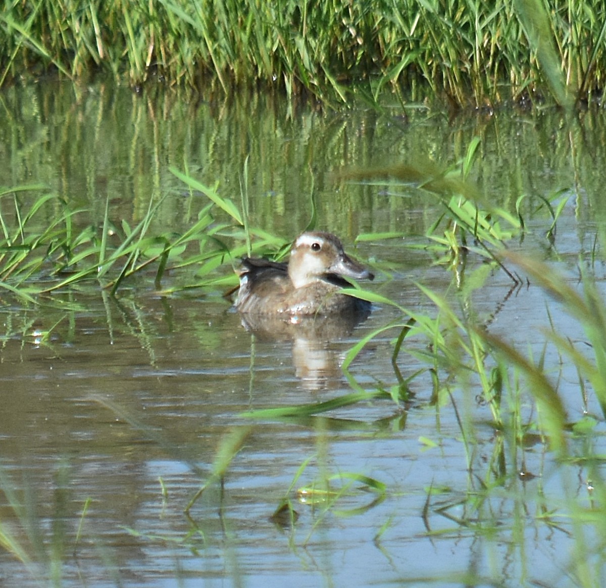 Ringed Teal - ML616977438