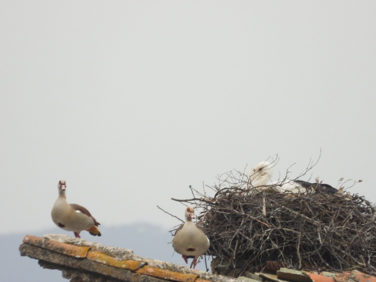 Egyptian Goose - ML616977446