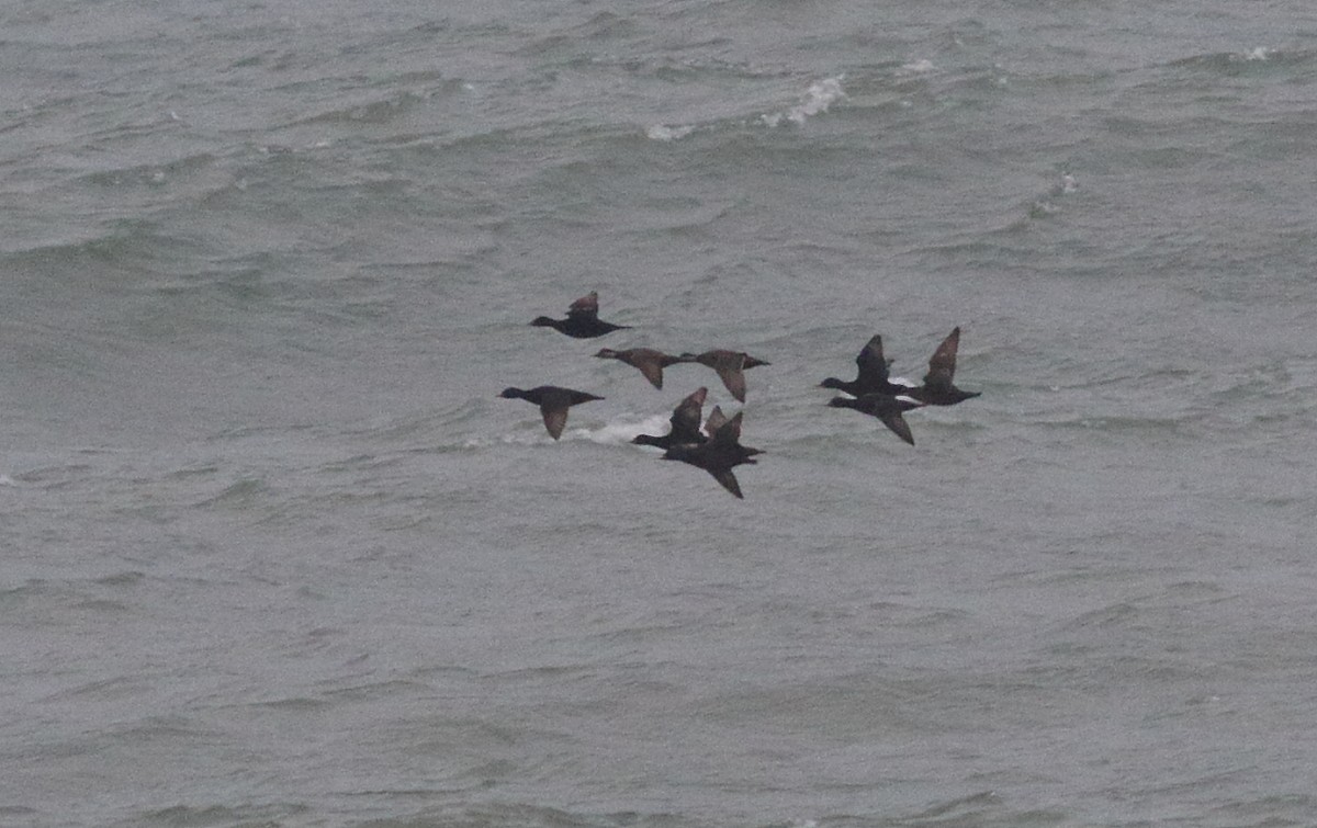 Common Scoter - ML616977449