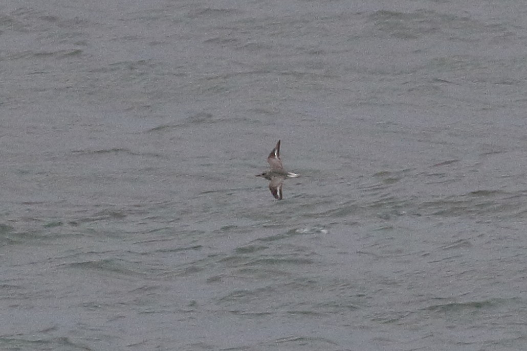 Black-bellied Plover - ML616977455