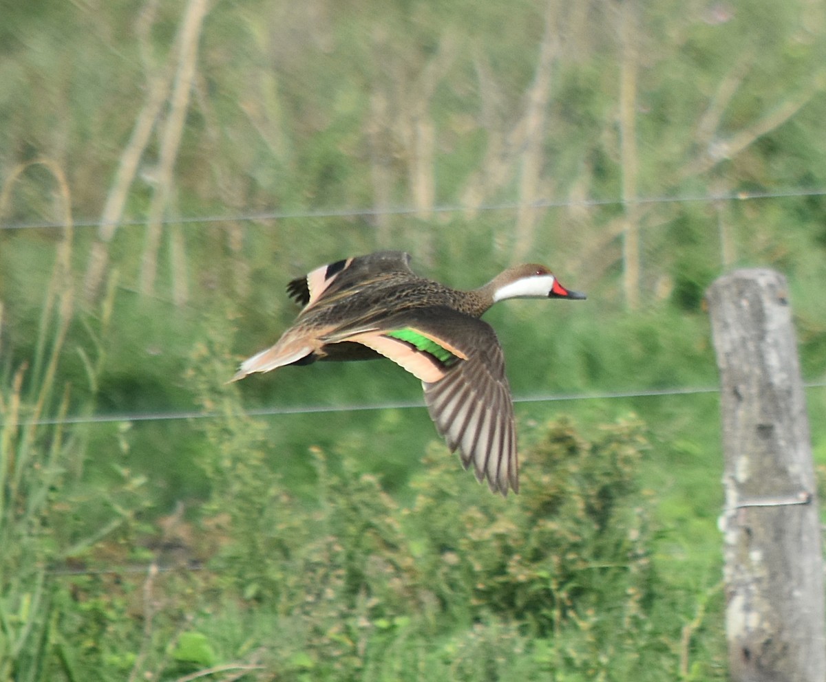 White-cheeked Pintail - ML616977469