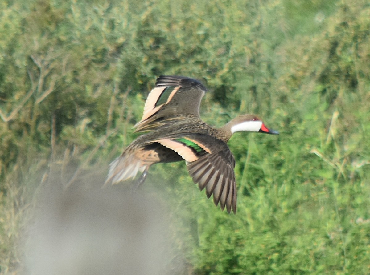 White-cheeked Pintail - ML616977470