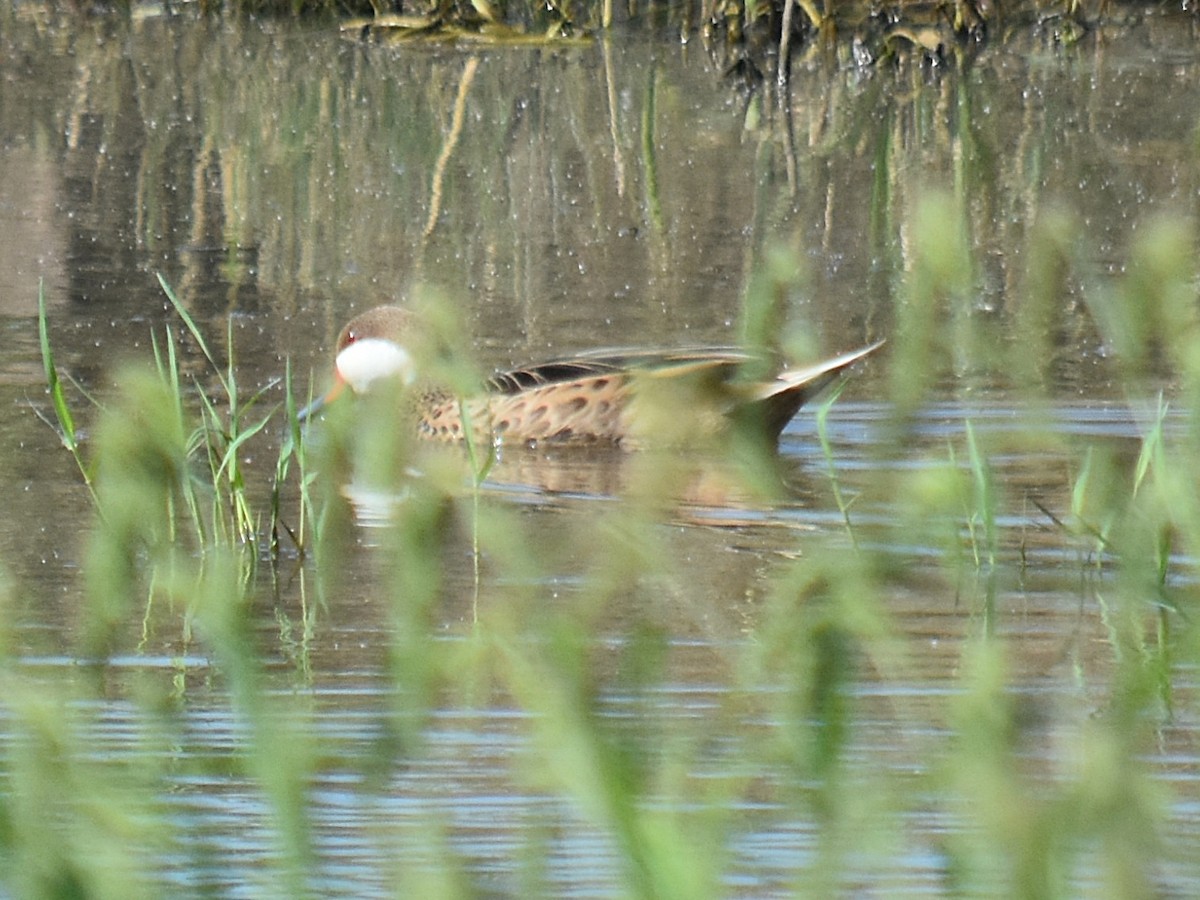 White-cheeked Pintail - ML616977471