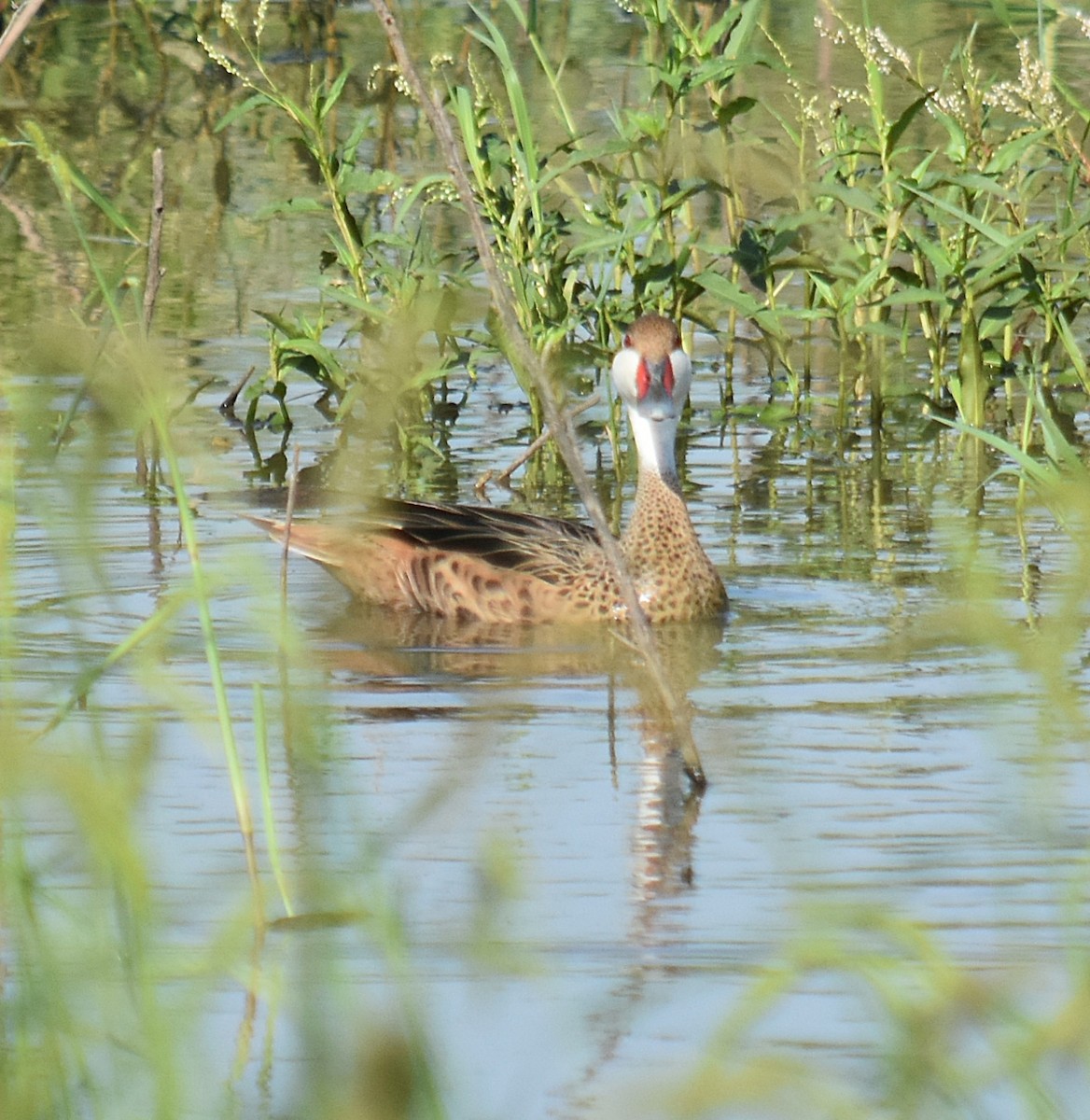 White-cheeked Pintail - ML616977476