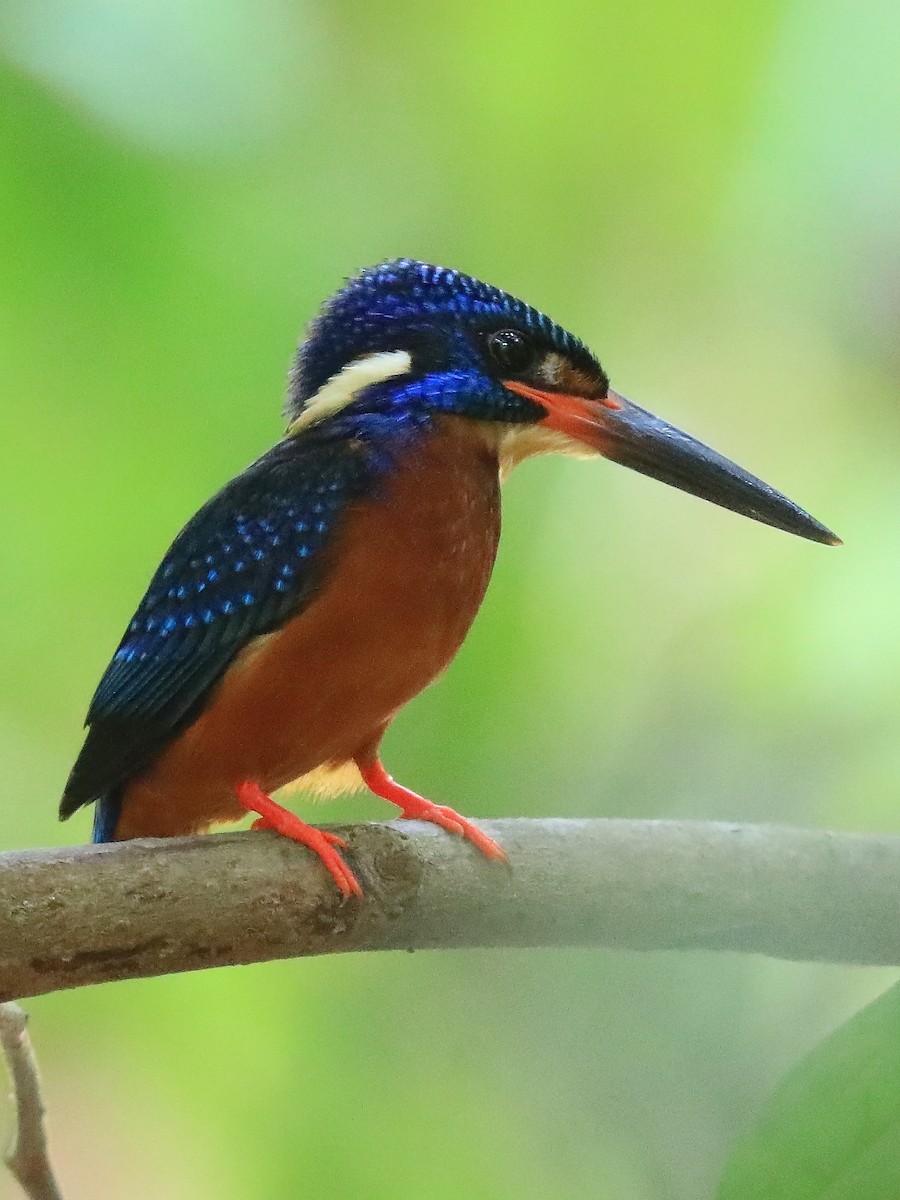 Blue-eared Kingfisher - ML616977539