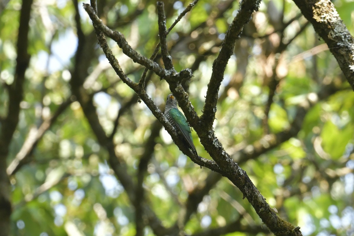 Asian Emerald Cuckoo - ML616977540