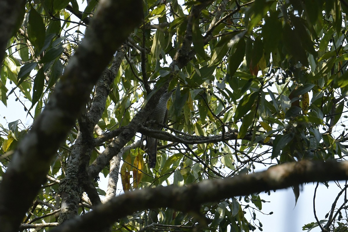 Banded Bay Cuckoo - ML616977545