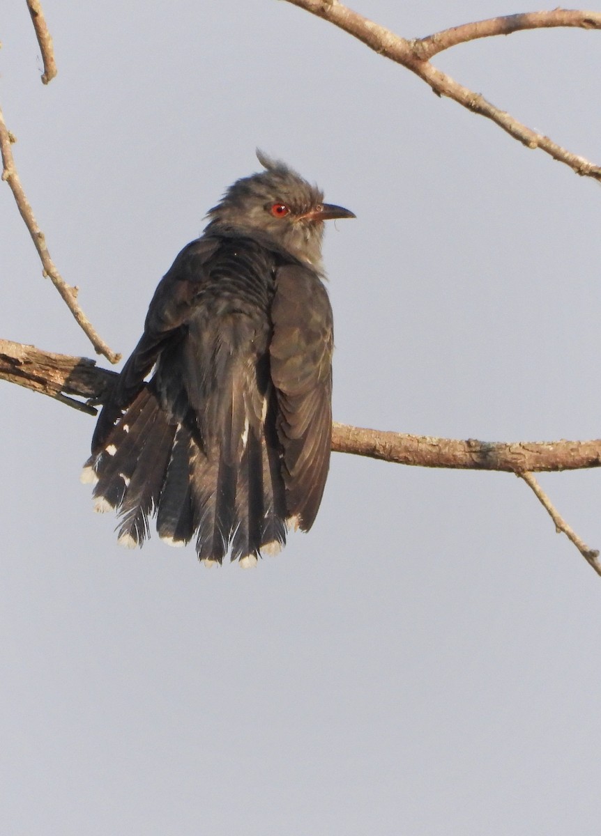 Gray-bellied Cuckoo - ML616977557