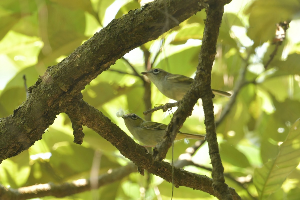 Clicking Shrike-Babbler - ML616977599