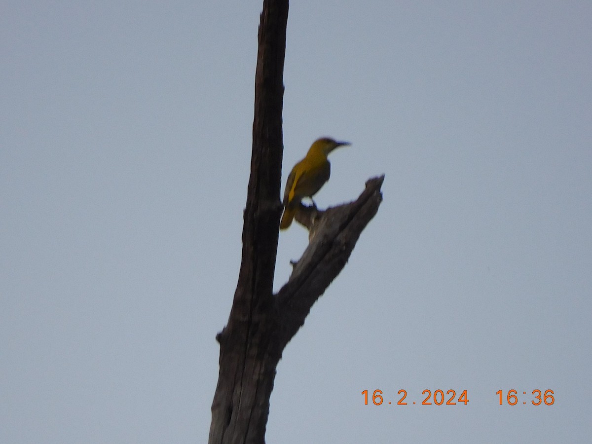 Indian Golden Oriole - ML616977616