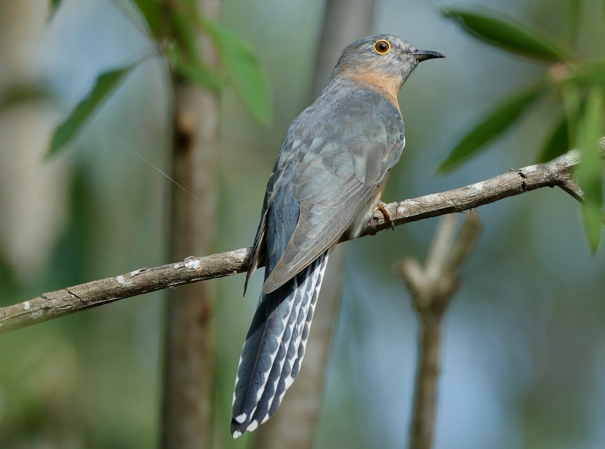Fan-tailed Cuckoo - ML616977639