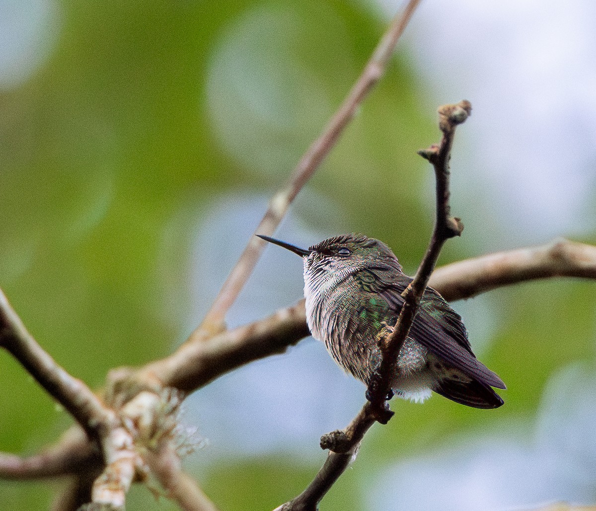Vervain Hummingbird - Per Smith