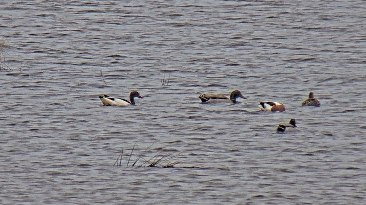 Common Shelduck - ML616977690