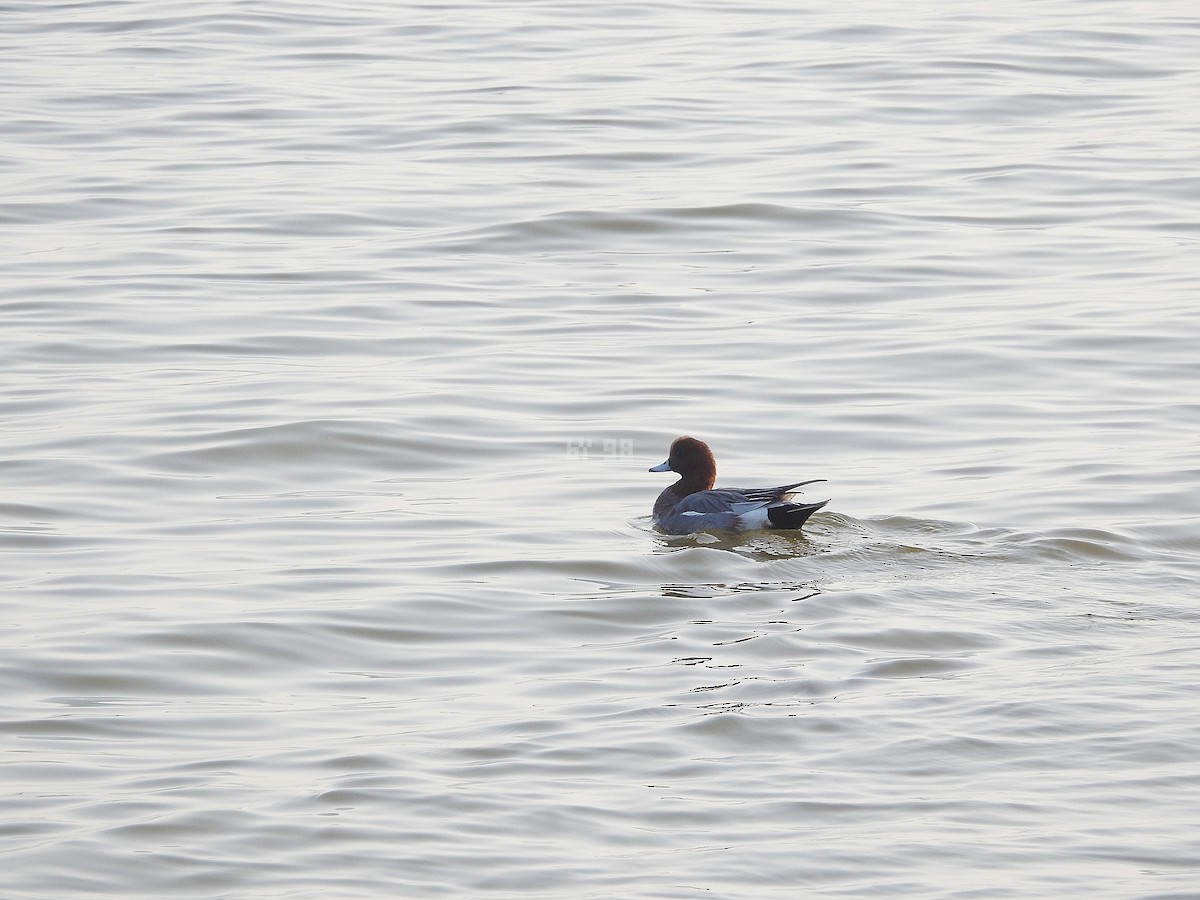 Eurasian Wigeon - JiuRi Han