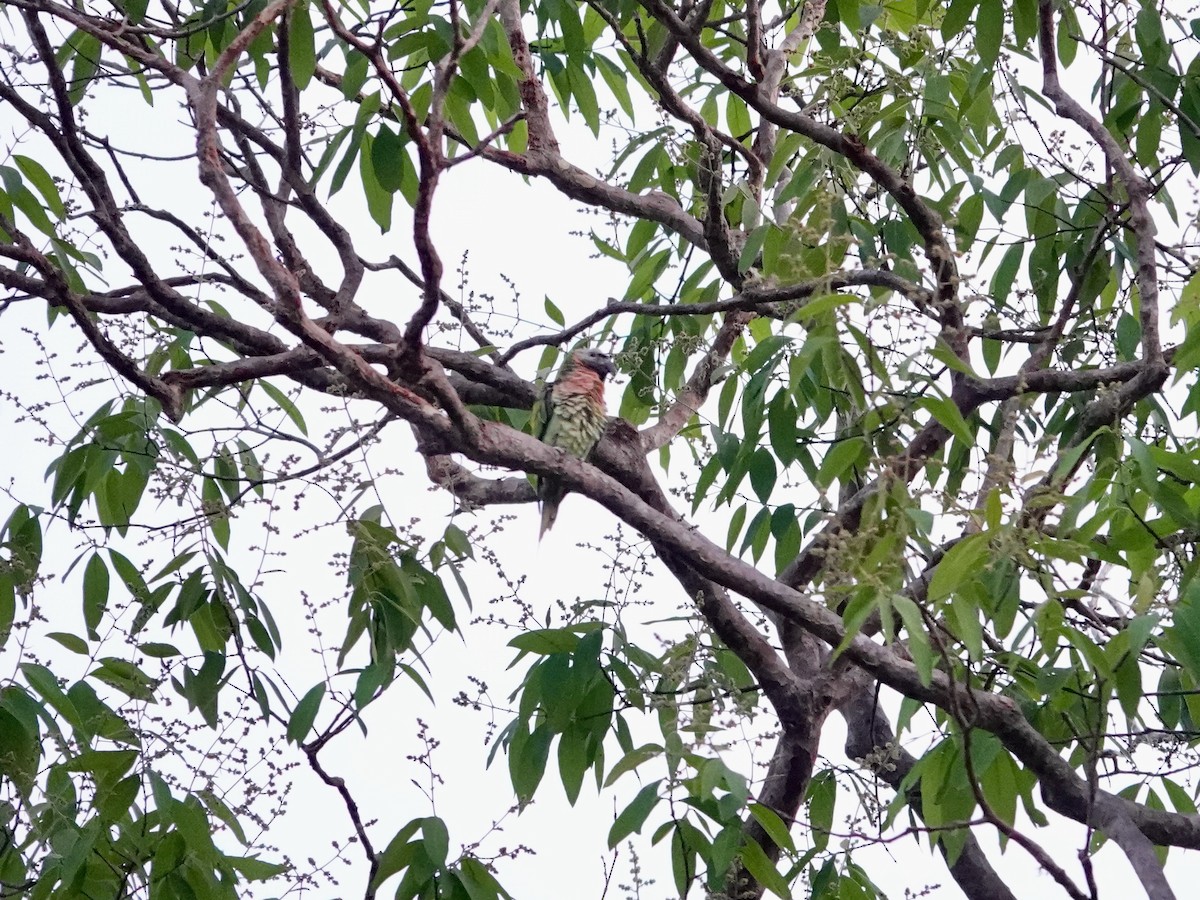 Red-breasted Parakeet - ML616977706