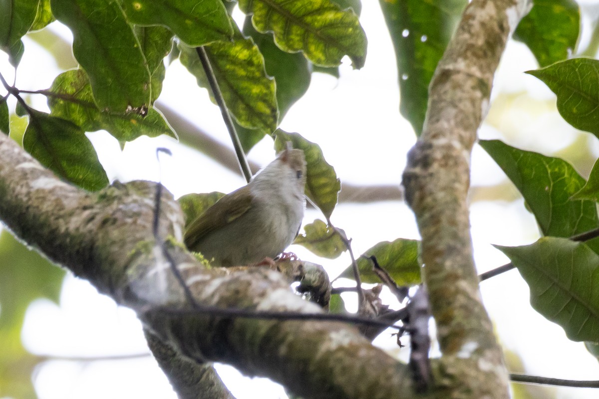 White-bellied Erpornis - ML616977719