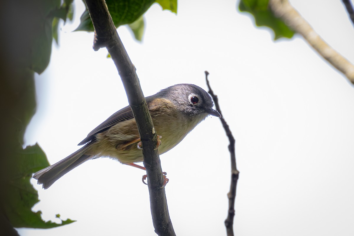 Morrison's Fulvetta - ML616977726