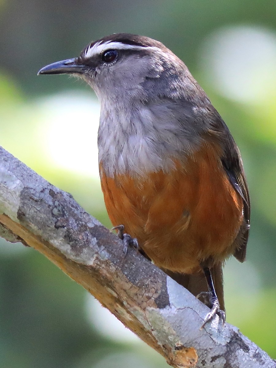 Palani Laughingthrush - Sagar Borkar