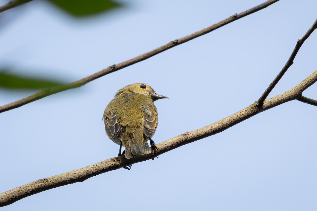 Plain Flowerpecker - ML616977749