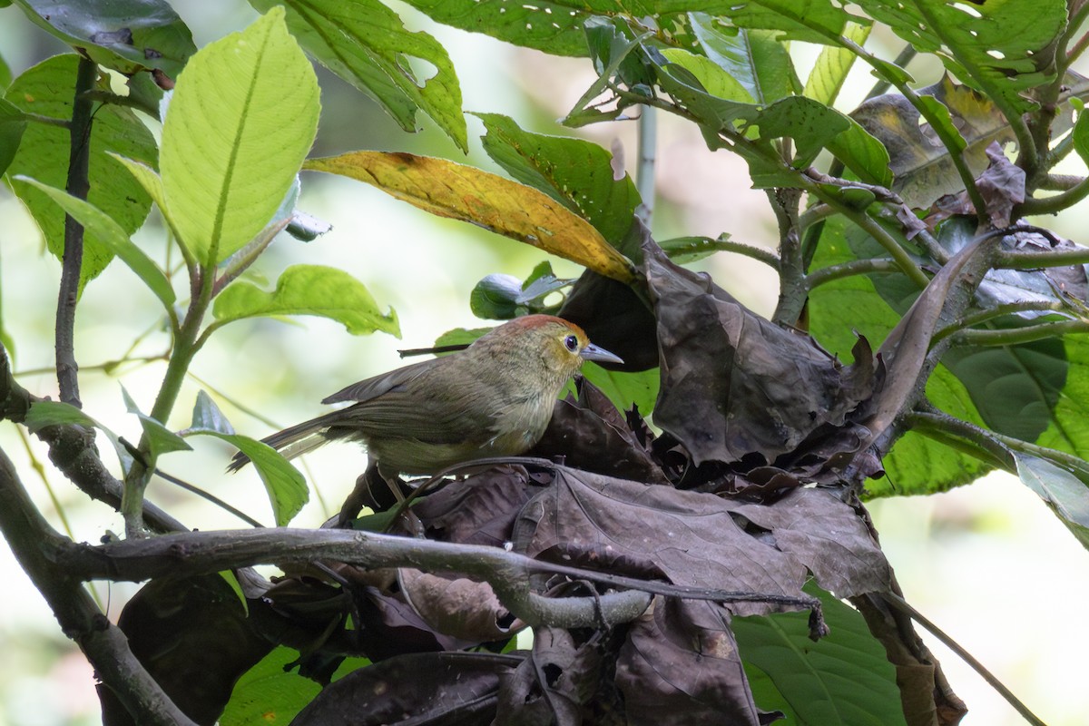 Rufous-capped Babbler - ML616977753