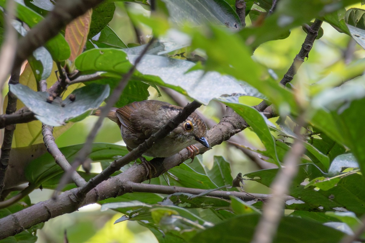 Dusky Fulvetta - ML616977762