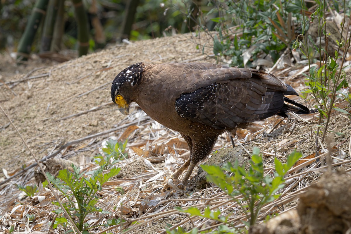 Haubenschlangenadler [cheela-Gruppe] - ML616977763