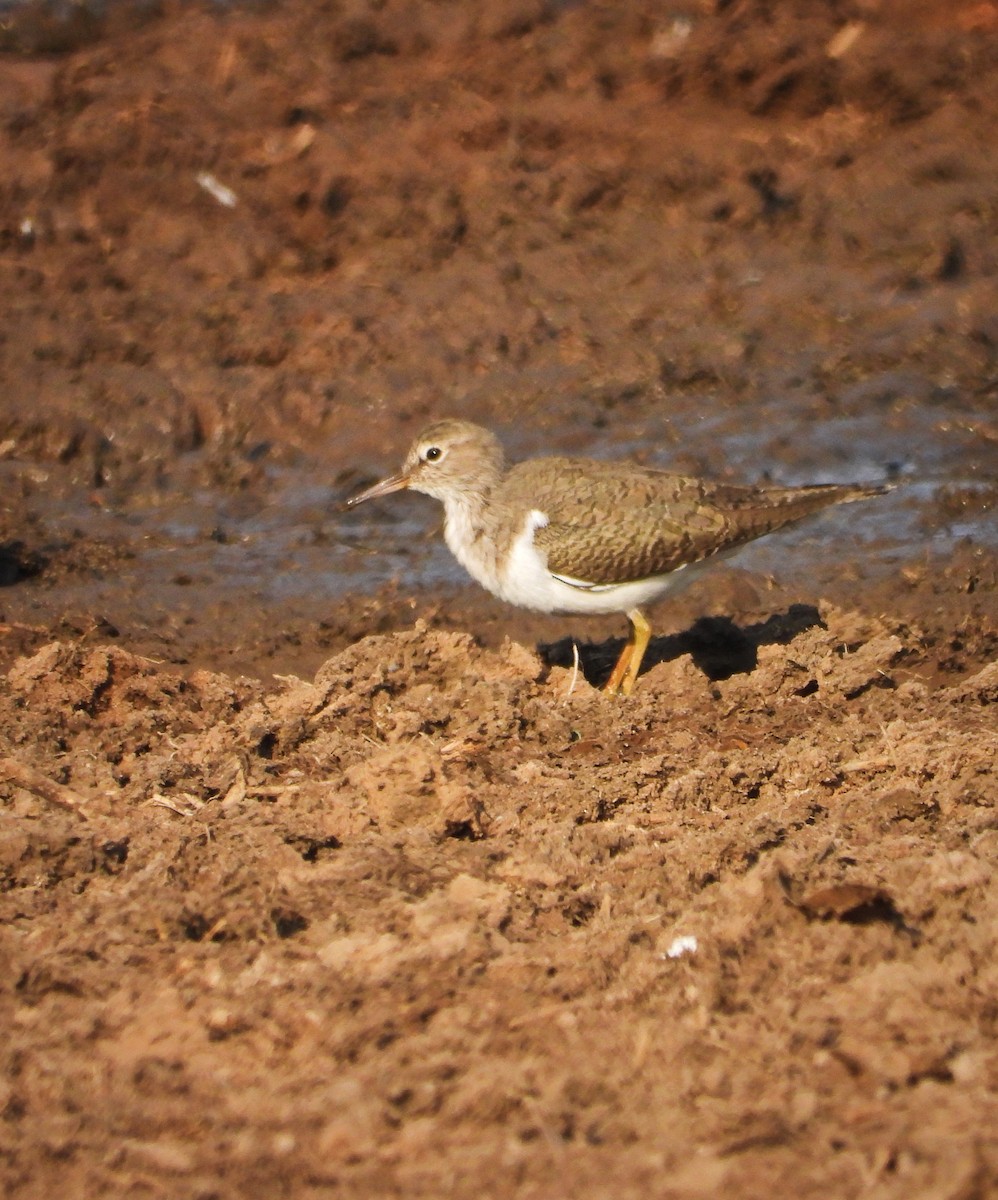 Common Sandpiper - Uma Vaijnath