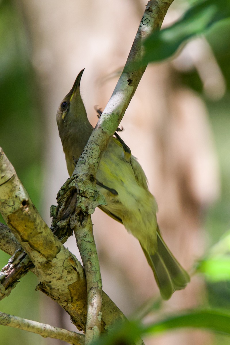 Brown Honeyeater - ML616977849