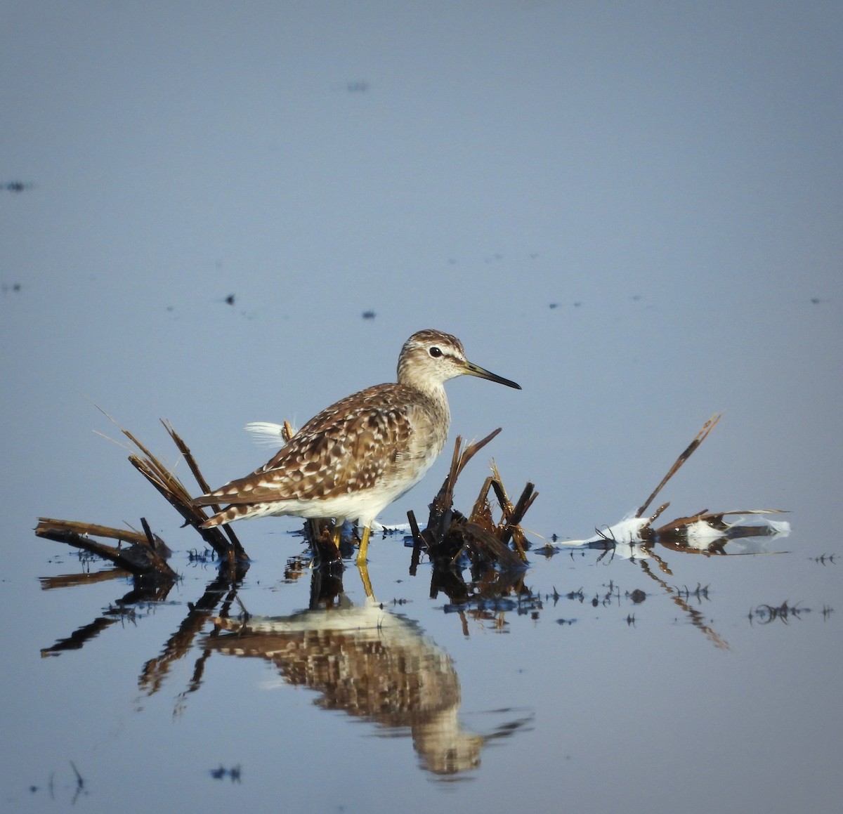 Wood Sandpiper - Uma Vaijnath