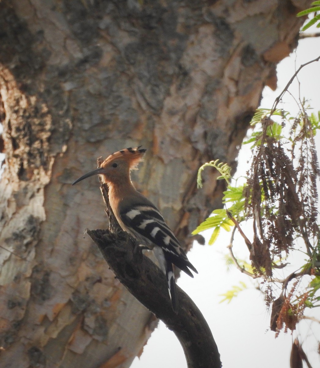 Eurasian Hoopoe - Uma Vaijnath