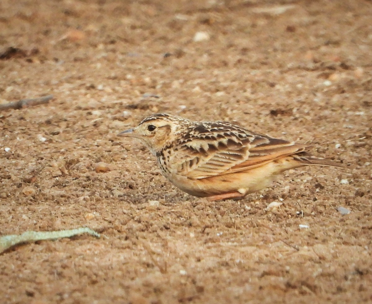 Oriental Skylark - Uma Vaijnath