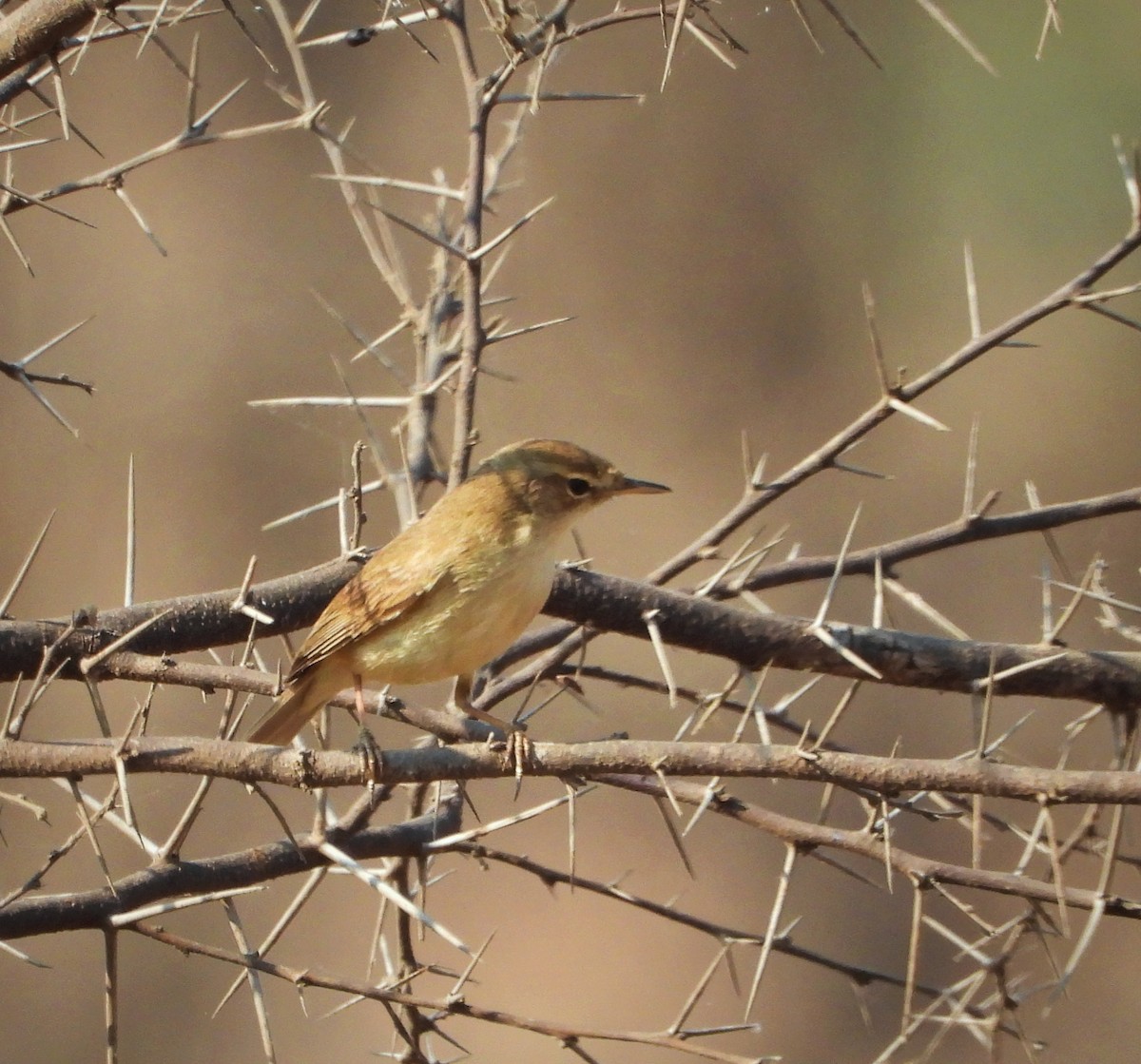 Booted/Sykes's Warbler - Uma Vaijnath