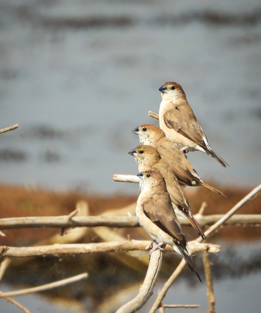 Indian Silverbill - Uma Vaijnath