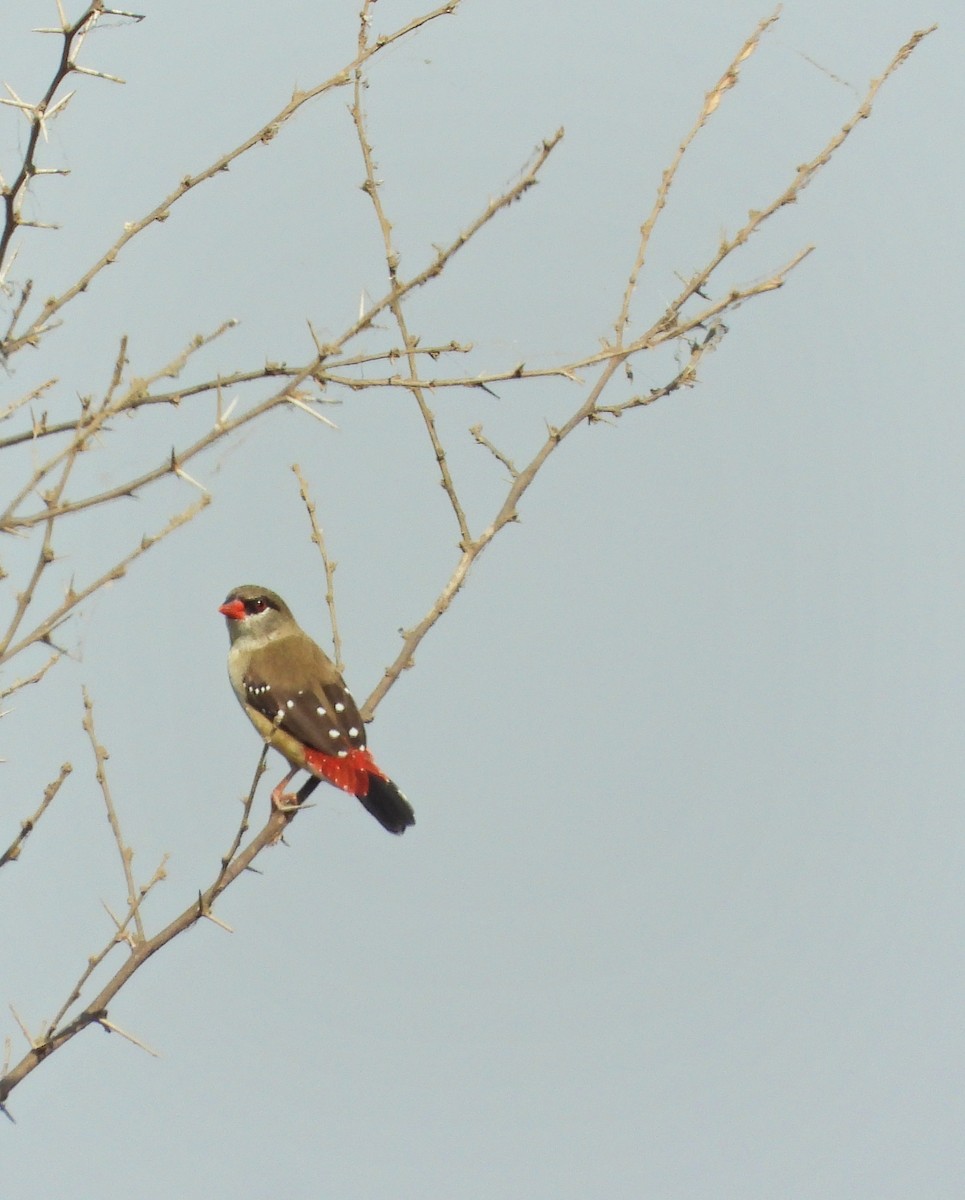 Red Avadavat - Uma Vaijnath