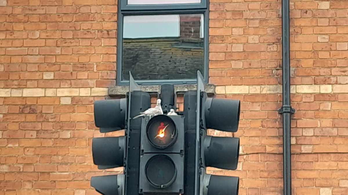 Eurasian Collared-Dove - ML616977908