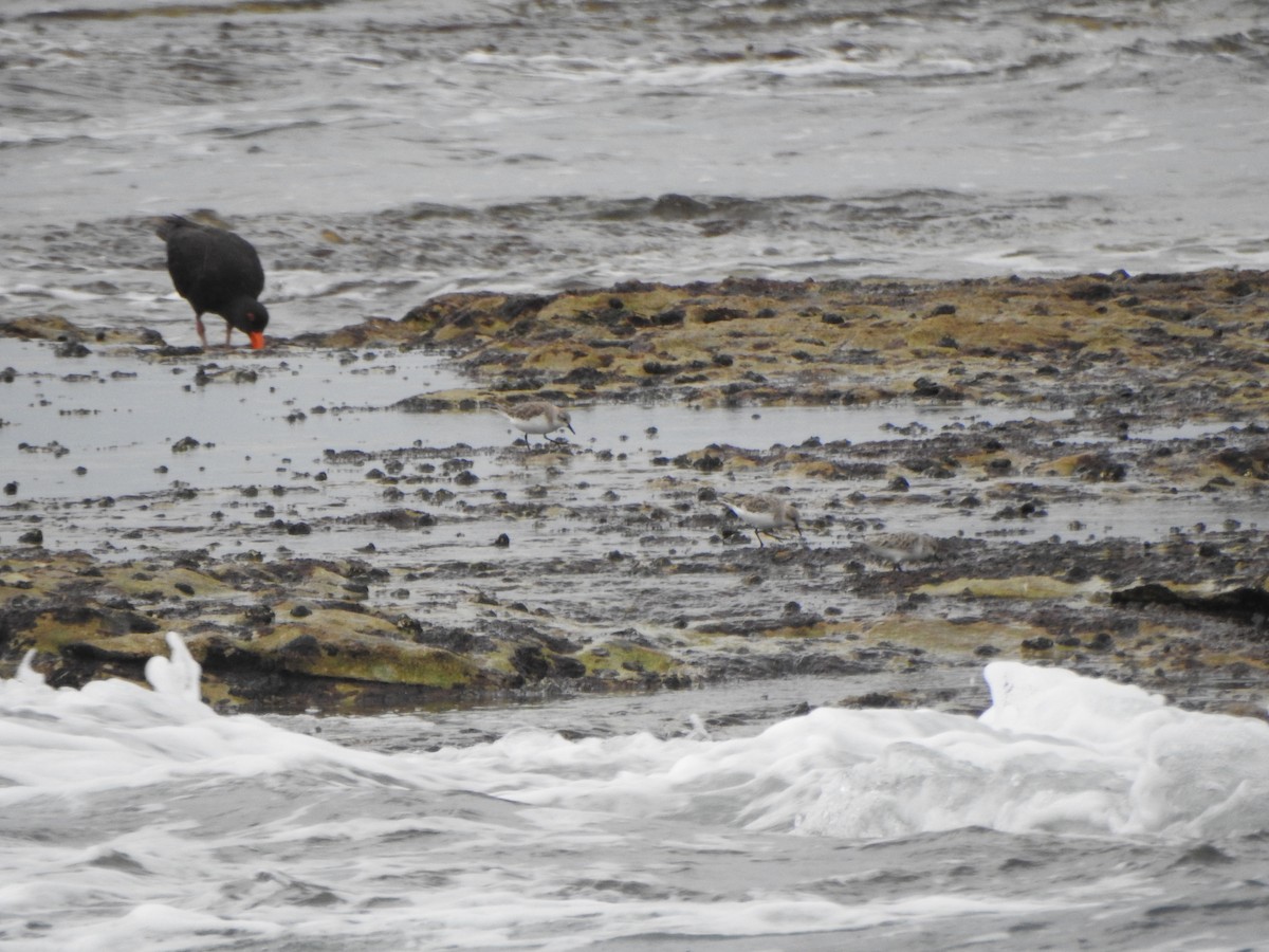 Rotkehl-Strandläufer - ML616977921