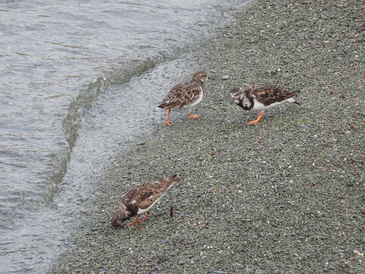 Ruddy Turnstone - ML616977948