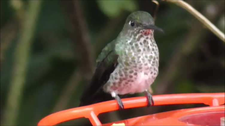 Many-spotted Hummingbird - ML616977959