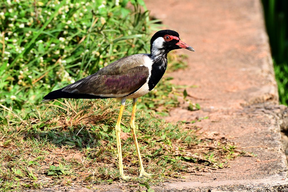 Red-wattled Lapwing - ML616977965