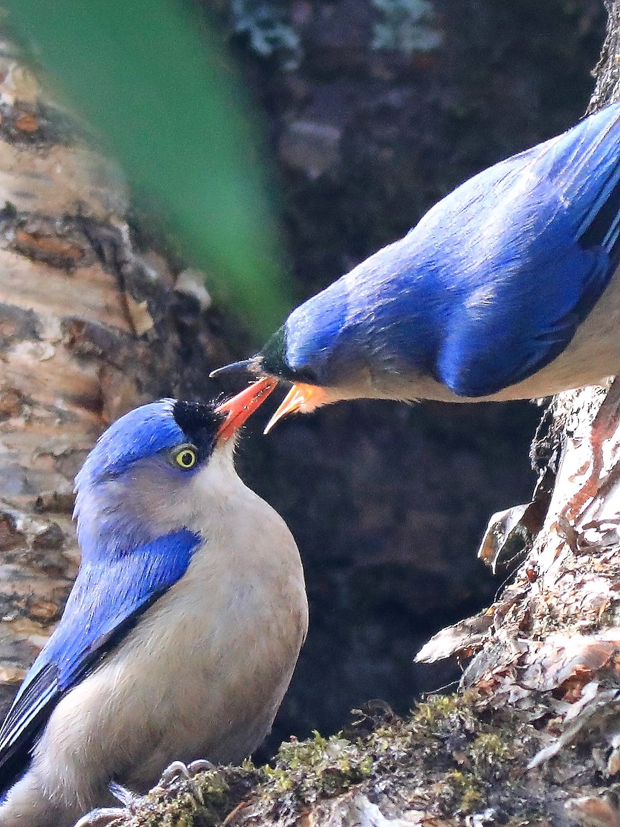 Velvet-fronted Nuthatch - ML616977966