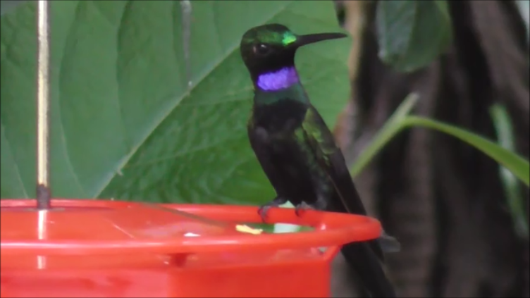 Black-throated Brilliant - Paul Driver