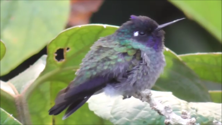 kolibřík fialovohlavý - ML616977998