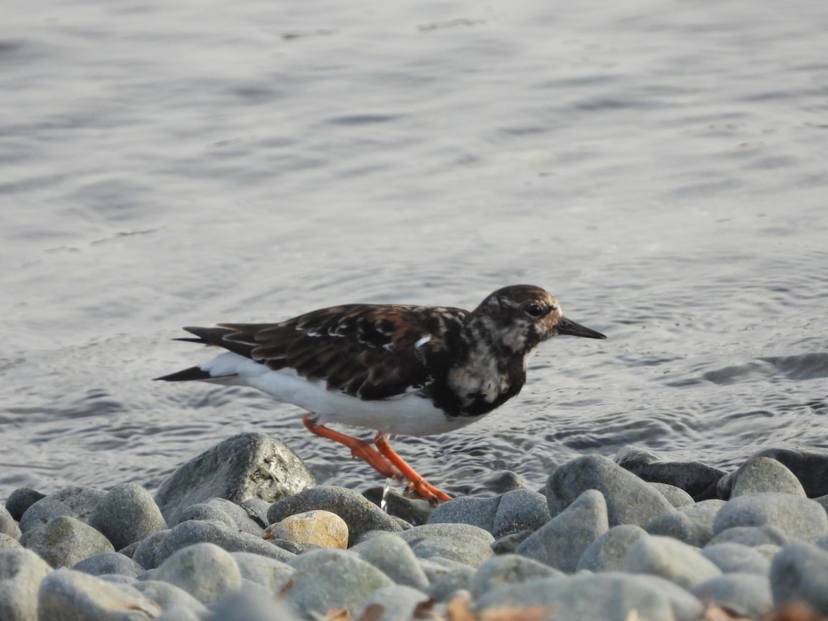 Ruddy Turnstone - ML616978007