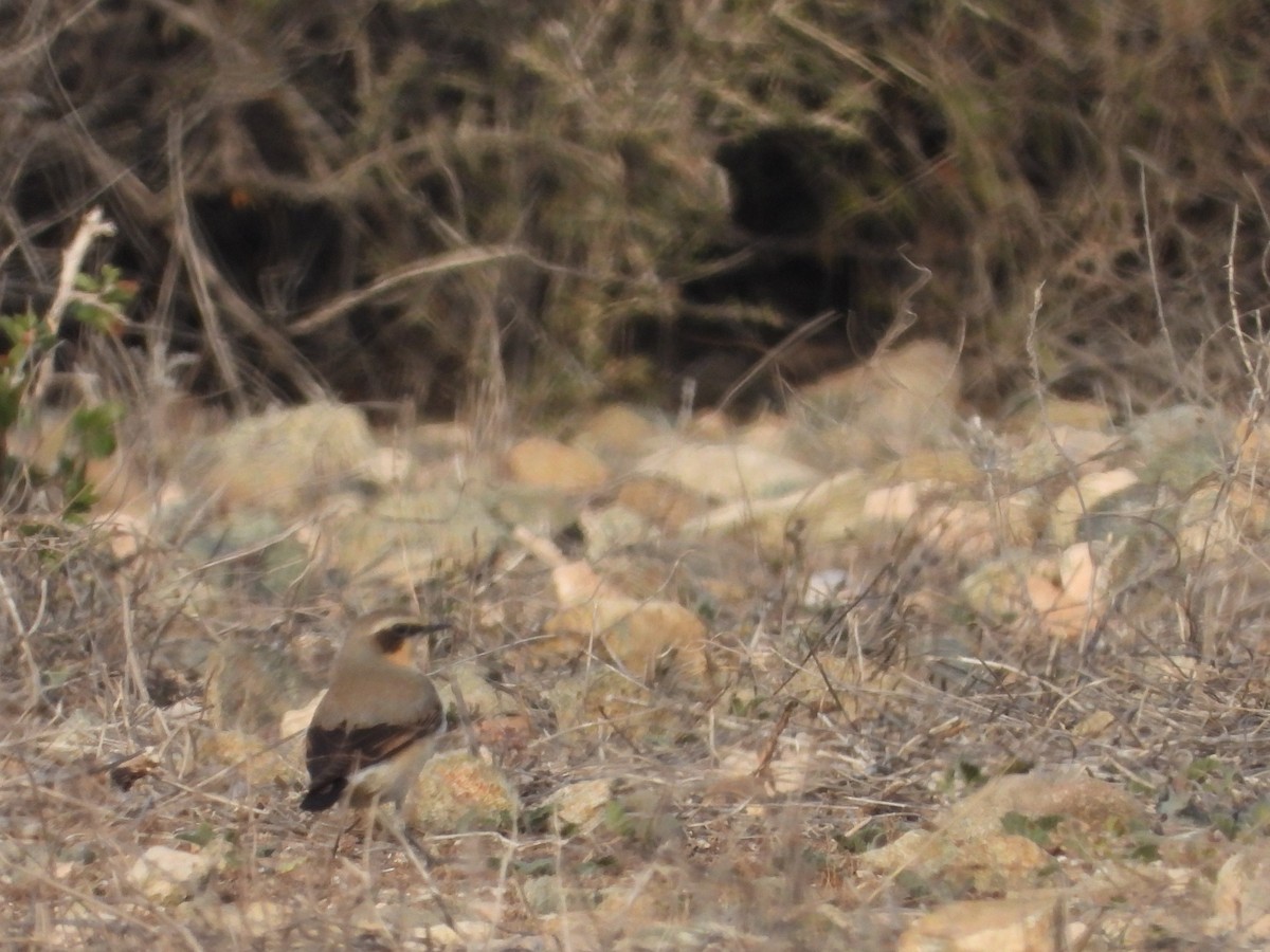 Northern Wheatear - ML616978008