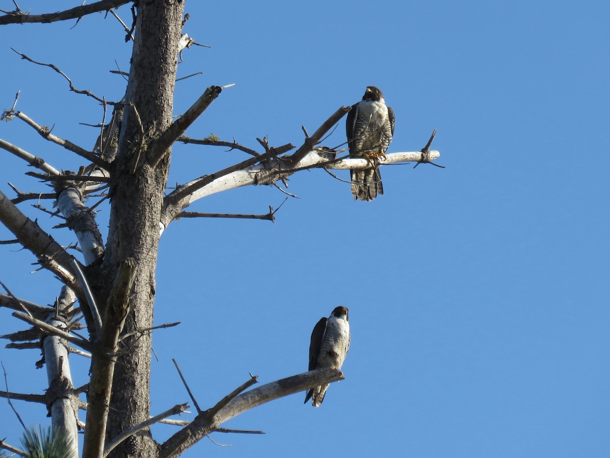 Peregrine Falcon (North American) - John van Dort