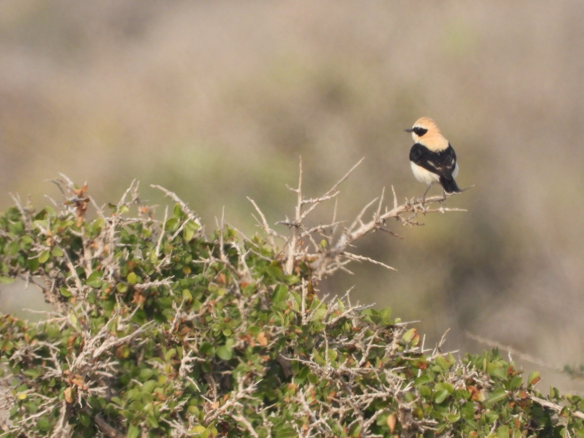 Western Black-eared Wheatear - ML616978016