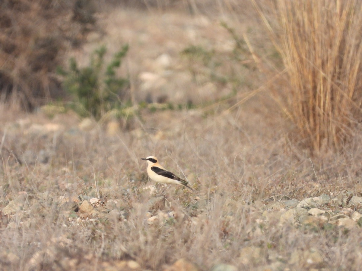 Western Black-eared Wheatear - ML616978017